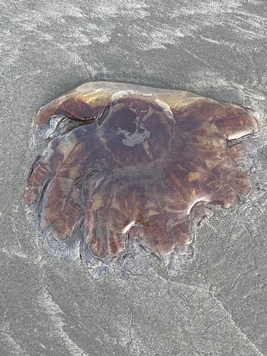 Pacific Lion's Mane Jelly