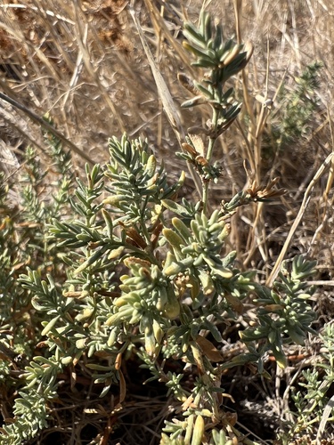 Frankenia salina, photograph 1