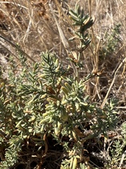 Frankenia salina