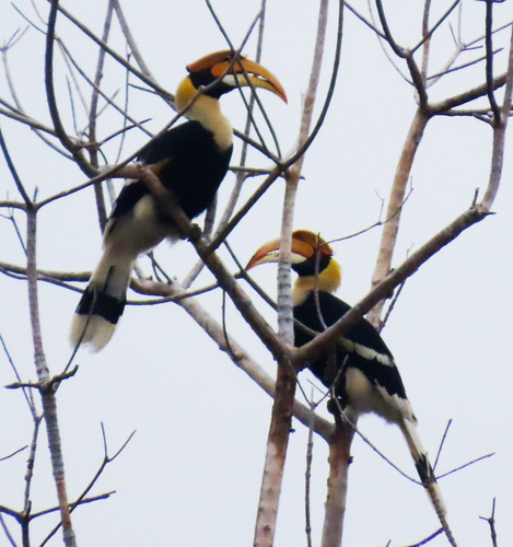 Great Hornbill
