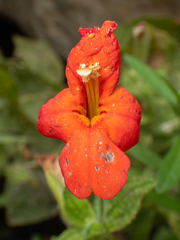 Erythranthe cardinalis