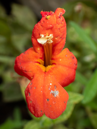 Erythranthe cardinalis, photograph 2