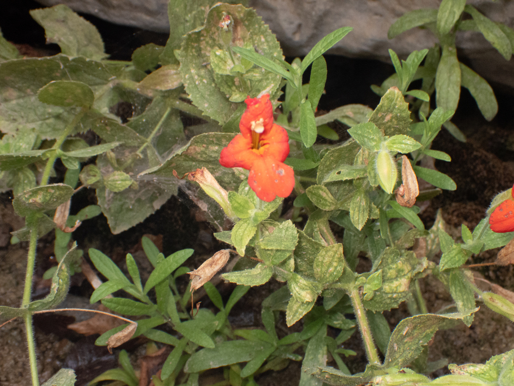 Erythranthe cardinalis; photograph (c) Gavin Skeen, some rights reserved (CC BY)