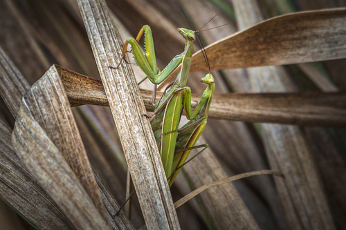 European Mantis