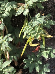 Desmanthus leptolobus