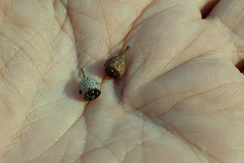 Eucalyptus intertexta observed 2026-09-04