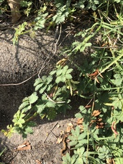 Desmanthus leptolobus