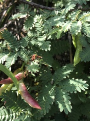 Desmanthus leptolobus