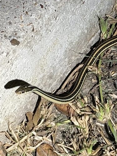 Western Ribbon Snake