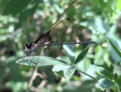 Smoky Rubyspot (Hetaerina titia)