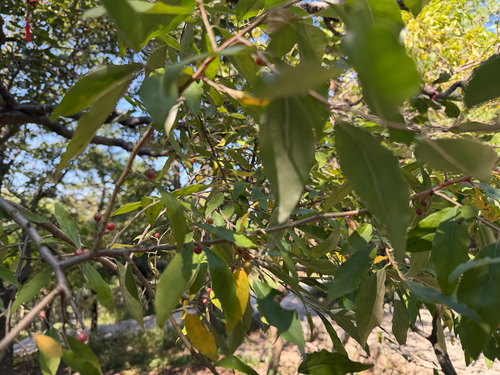 autumn olive