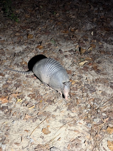 Mexican Long-nosed Armadillo