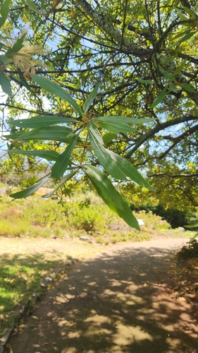 Brabejum stellatifolium