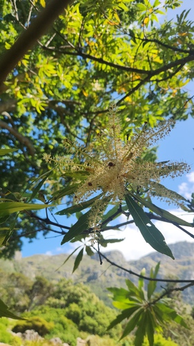 Brabejum stellatifolium, photograph 2