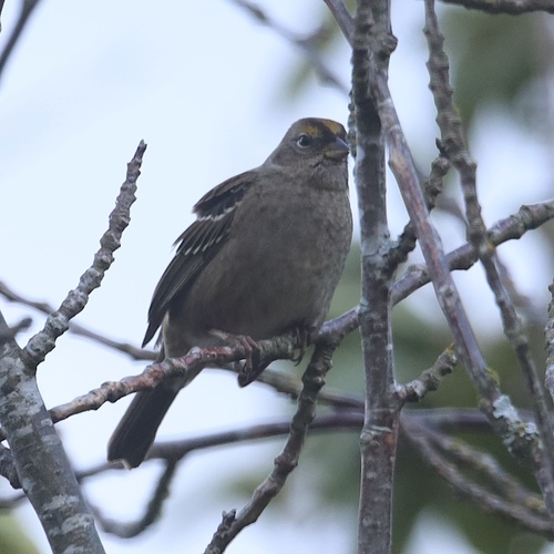 Golden-crowned Sparrow