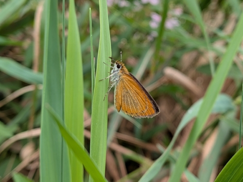 Least Skipper