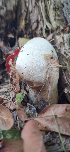 Silky Rosegill