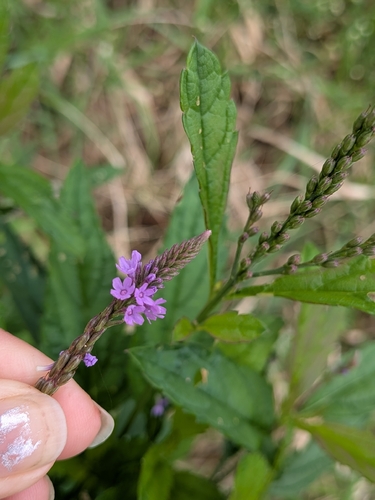blue vervain