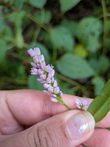 pinkweed