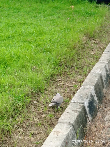 Eurasian Collared-Dove
