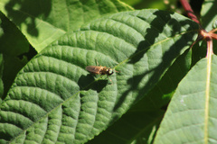 Chloromyia formosa
