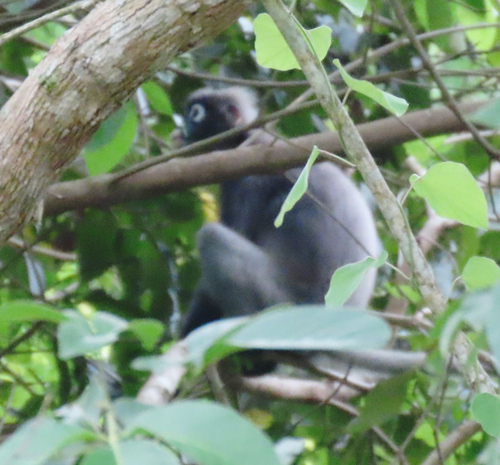 Dusky Leaf Monkey