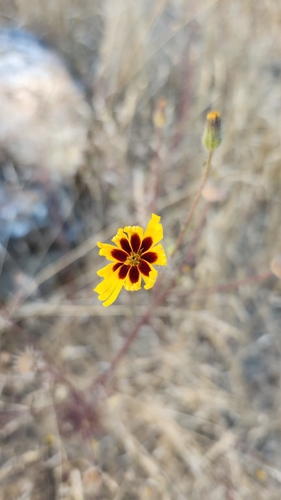 Common Madia