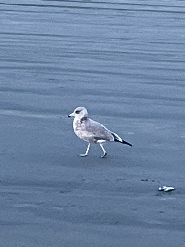California Gull