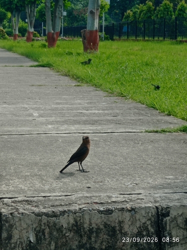 Brown Rock Chat