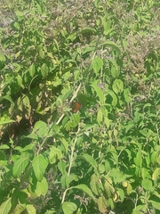 Danaus erippus