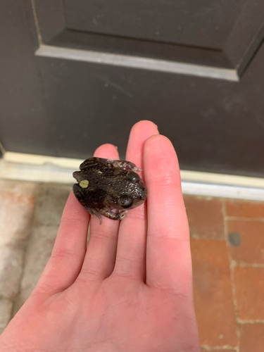 Eastern Spadefoot