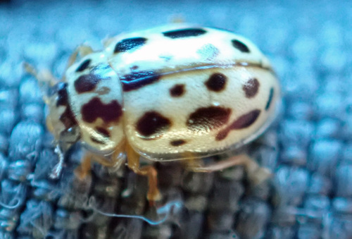 Marsh Lady Beetle