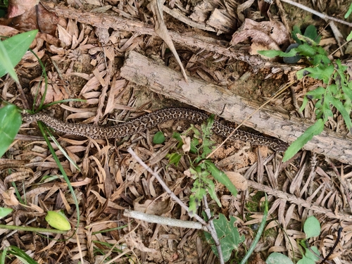 Short-tailed Mamushi