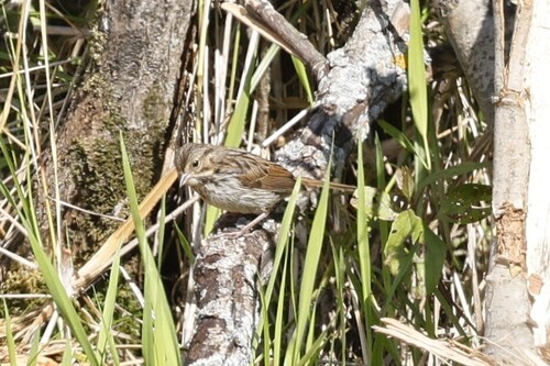 Lincoln's Sparrow