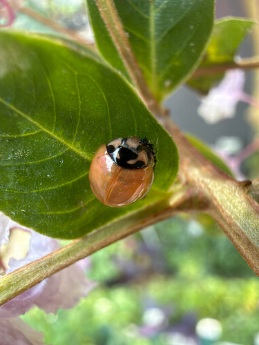 Six-spotted Zigzag Ladybird
