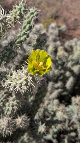 Cylindropuntia whipplei, photograph 3