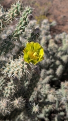 Cylindropuntia whipplei, photograph (c) Andrew Dudley, some rights reserved (CC BY)