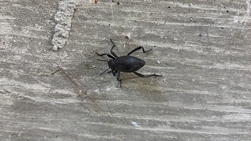 Rough-lipped Darkling Beetle