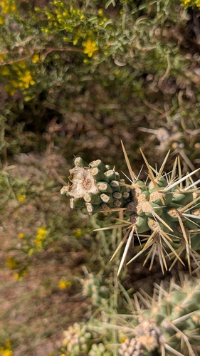 Cylindropuntia whipplei, photograph 4