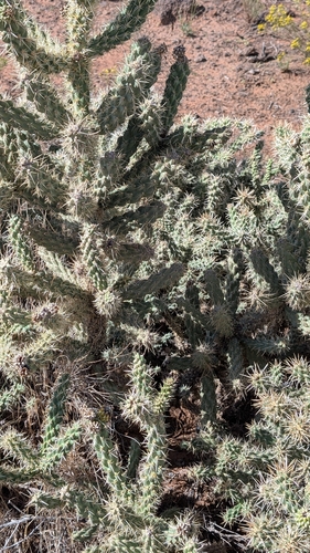 Cylindropuntia whipplei, photograph 5