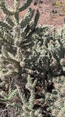 Cylindropuntia whipplei, photograph (c) Andrew Dudley, some rights reserved (CC BY)