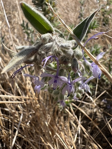 Trichostema lanceolatum, photograph 1