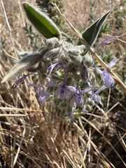 (c) Ryan Donnelly, some rights reserved (CC BY) Trichostema lanceolatum, photograph (c) Ryan Donnelly, some rights reserved (CC BY)