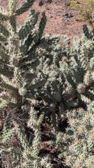 Cylindropuntia whipplei, photograph (c) Andrew Dudley, some rights reserved (CC BY)