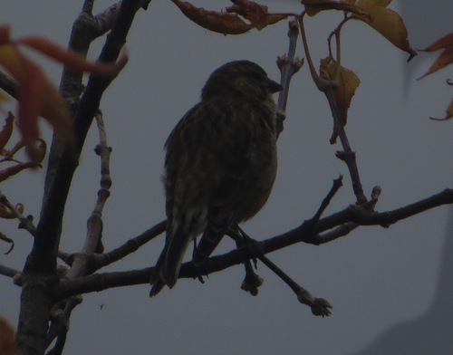 Eurasian Linnet