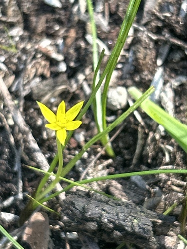 Pauridia glabella, 2026-09-23