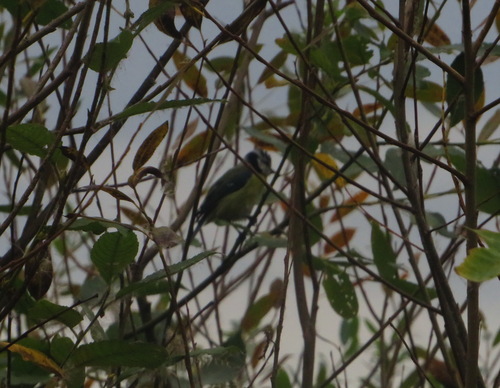 Eurasian Blue Tit