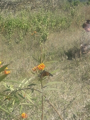 Danaus erippus