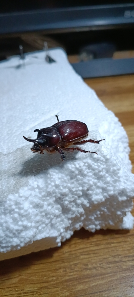 Strategus jugurtha
