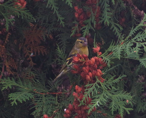 Eurasian Siskin